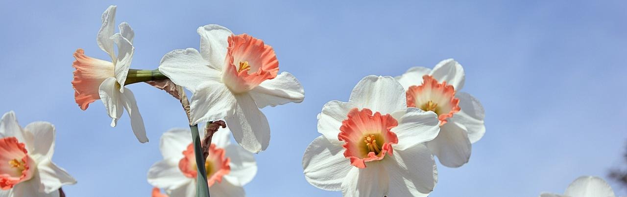 Påskliljor. BIld av RÜŞTÜ BOZKUŞ från Pixabay