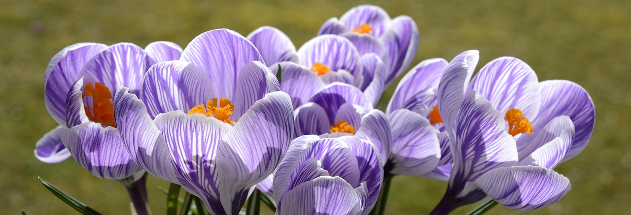 Krokusblommor. Bild av Annette från Pixabay