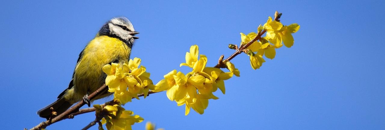 Blåmes på blommande kvist. Bild av Frauke Riether från Pixabay